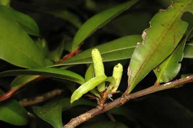 APII jpeg image of Podocarpus smithii  © contact APII