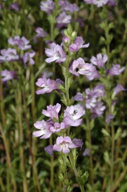 APII jpeg image of Euphrasia crassiuscula subsp. crassiuscula  © contact APII