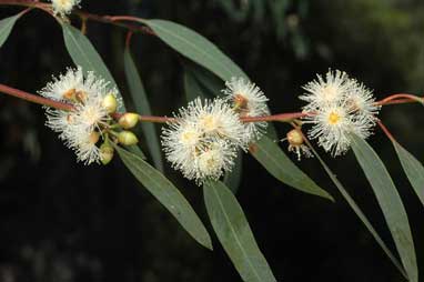 APII jpeg image of Eucalyptus parramattensis  © contact APII