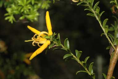 APII jpeg image of Persoonia terminalis subsp. terminalis  © contact APII