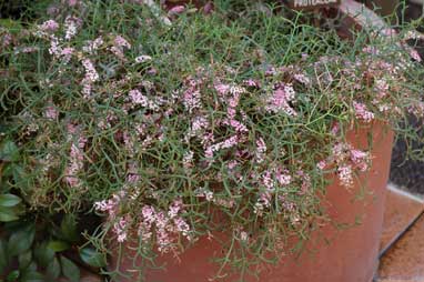 APII jpeg image of Grevillea leptobotrys  © contact APII