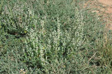 APII jpeg image of Chenopodium album  © contact APII