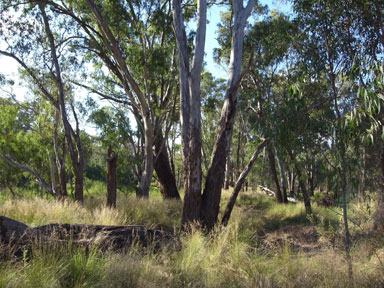 APII jpeg image of Eucalyptus pauciflora  © contact APII