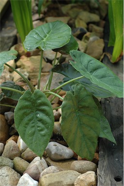 APII jpeg image of Alocasia cucullata  © contact APII