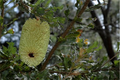 APII jpeg image of Banksia lemanniana  © contact APII