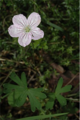 APII jpeg image of Geranium neglectum  © contact APII