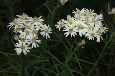 APII jpeg image of Olearia glandulosa  © contact APII