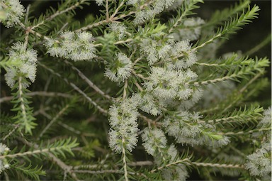 APII jpeg image of Melaleuca acutifolia  © contact APII