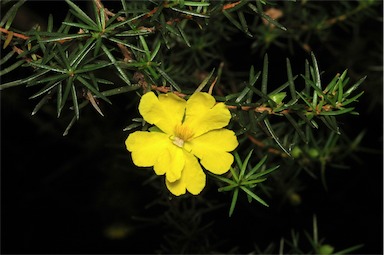 APII jpeg image of Hibbertia stricta  © contact APII