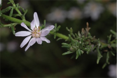 APII jpeg image of Olearia ramulosa  © contact APII