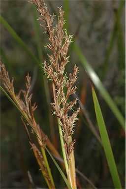 APII jpeg image of Lepidosperma viscidum  © contact APII