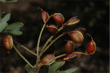 APII jpeg image of Grevillea polybotrya  © contact APII