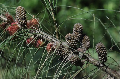 APII jpeg image of Allocasuarina campestris  © contact APII