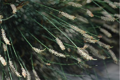 APII jpeg image of Casuarina cristata  © contact APII