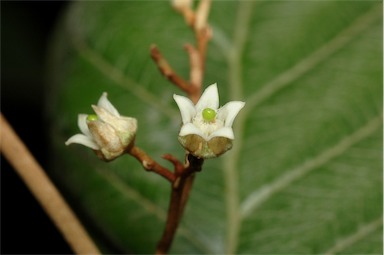 APII jpeg image of Argophyllum lejourdanii  © contact APII