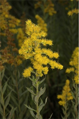 APII jpeg image of Solidago altissima subsp. altissima  © contact APII