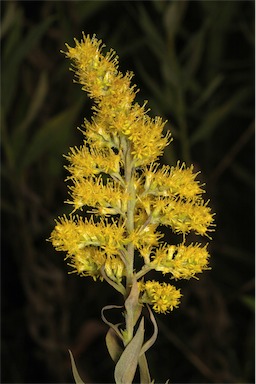 APII jpeg image of Solidago altissima subsp. altissima  © contact APII