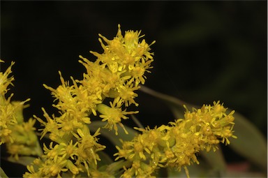 APII jpeg image of Solidago altissima subsp. altissima  © contact APII