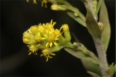 APII jpeg image of Solidago altissima subsp. altissima  © contact APII