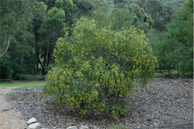 APII jpeg image of Acacia conferta  © contact APII