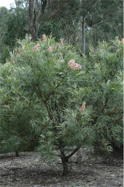 APII jpeg image of Grevillea 'Majestic'  © contact APII