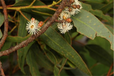 APII jpeg image of Eucalyptus calcareana  © contact APII