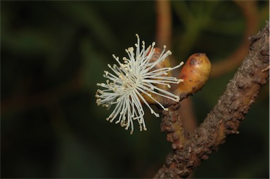 APII jpeg image of Eucalyptus calcareana  © contact APII