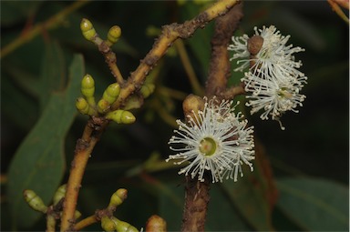 APII jpeg image of Eucalyptus calcareana  © contact APII