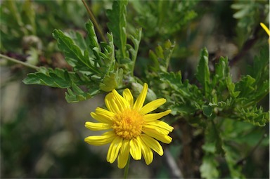 APII jpeg image of Euryops chrysanthemoides  © contact APII