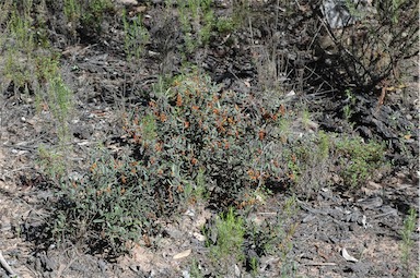 APII jpeg image of Grevillea floribunda subsp. floribunda  © contact APII