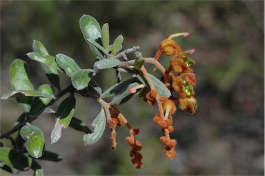 APII jpeg image of Grevillea floribunda subsp. floribunda  © contact APII