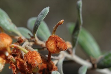 APII jpeg image of Grevillea floribunda subsp. floribunda  © contact APII