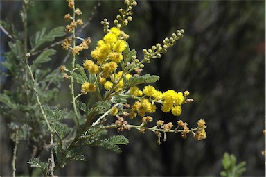 APII jpeg image of Acacia mollifolia  © contact APII