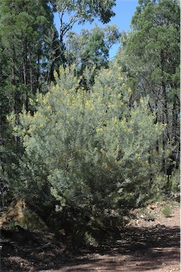 APII jpeg image of Acacia mollifolia  © contact APII