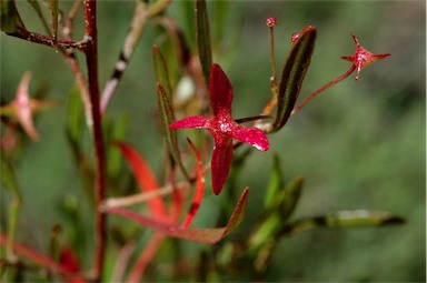 APII jpeg image of Dodonaea heteromorpha  © contact APII