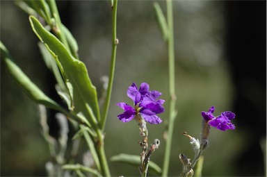 APII jpeg image of Dampiera lanceolata  © contact APII