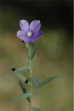 APII jpeg image of Linum marginale  © contact APII