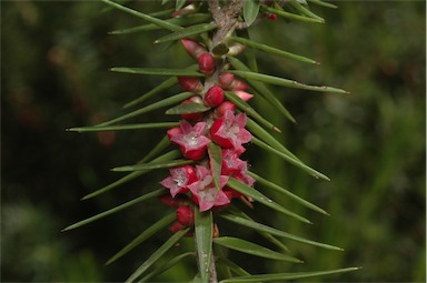 APII jpeg image of Melichrus erubescens  © contact APII