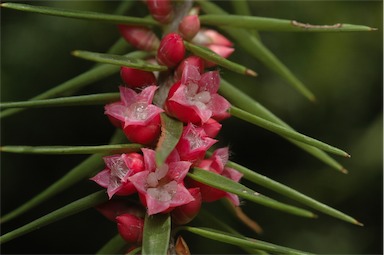 APII jpeg image of Melichrus erubescens  © contact APII