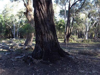 APII jpeg image of Eucalyptus sideroxylon  © contact APII