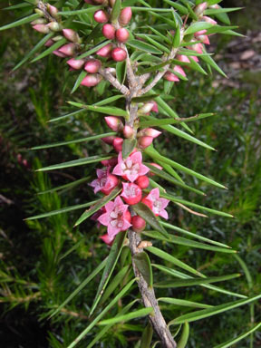 APII jpeg image of Melichrus erubescens  © contact APII