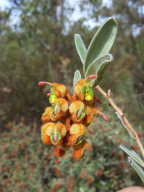 APII jpeg image of Grevillea floribunda subsp. floribunda  © contact APII