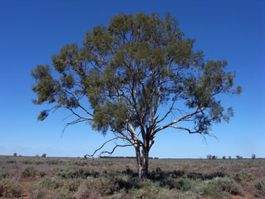 APII jpeg image of Flindersia maculosa  © contact APII