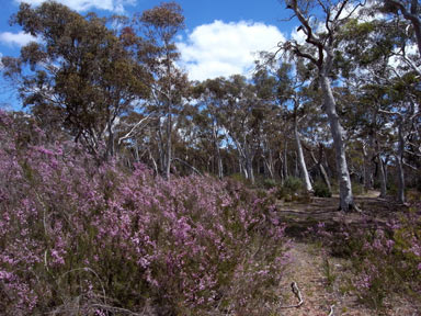 APII jpeg image of Kunzea parvifolia  © contact APII