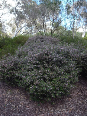 APII jpeg image of Boronia muelleri 'Sunset Serenade'  © contact APII