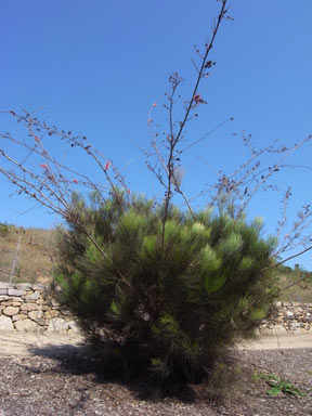 APII jpeg image of Grevillea petrophiloides subsp. remota  © contact APII