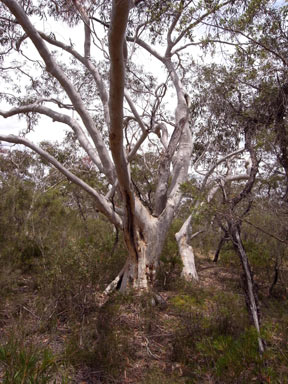 APII jpeg image of Eucalyptus racemosa  © contact APII