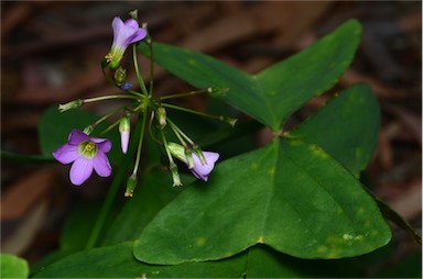 APII jpeg image of Oxalis latifolia  © contact APII