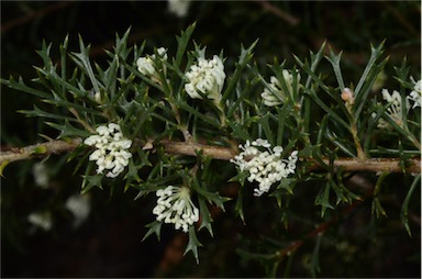 APII jpeg image of Hakea varia  © contact APII