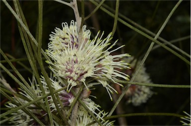 APII jpeg image of Hakea scoparia subsp. scoparia  © contact APII